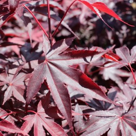 Acer Palmatum Bloodgood Ø19cm H 70cm