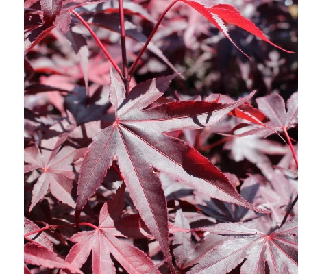 Acer Palmatum Bloodgood Ø19cm H 70cm