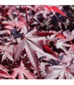 Acer Palmatum Bloodgood Ø19cm H 70cm
