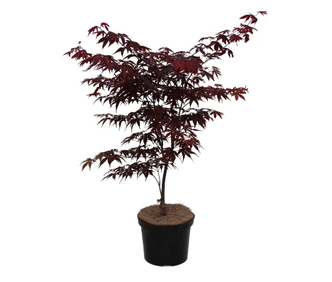 Acer Palmatum Bloodgood Ø19cm H 70cm
