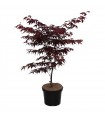 Acer Palmatum Bloodgood Ø19cm H 70cm