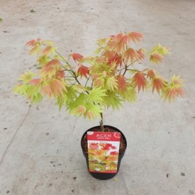 Acer Shirasawanum Moonrise Ø19 cm H45 cm