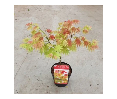 Acer Shirasawanum Moonrise Ø19 cm H45 cm