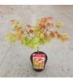 Acer Shirasawanum Moonrise Ø19 cm H45 cm