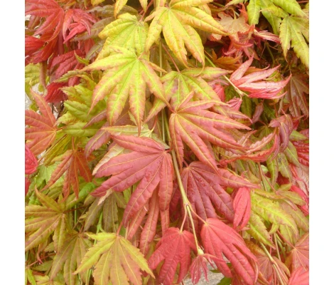 Acer Shirasawanum Moonrise Ø19 cm H45 cm