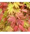 Acer Shirasawanum Moonrise Ø19 cm H45 cm