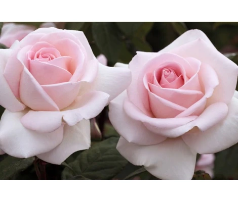 Rosal Prince Jardinier ® MEILLAND