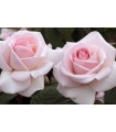 Rosal Prince Jardinier ® MEILLAND