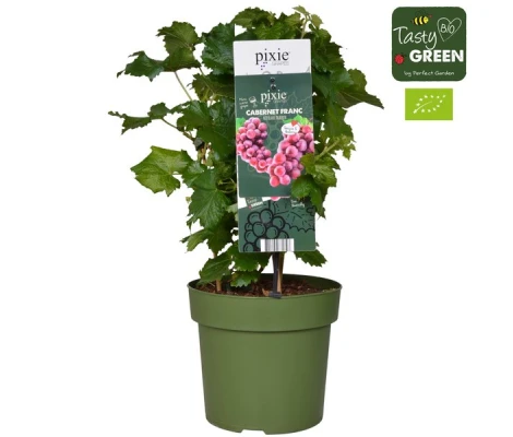 Parra Cabernet Franc Ø 21 cm