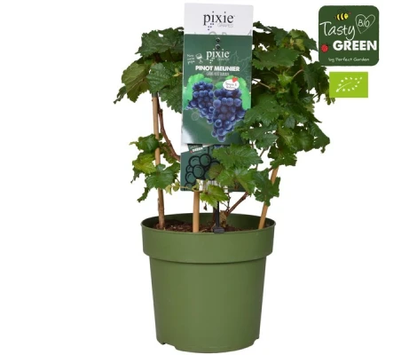 Parra Pinot Noir Ø 21 cm