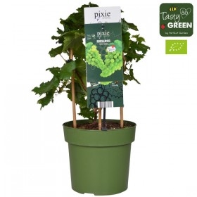 Parra Riesling ( Uva Amarilla) Ø 21 cm