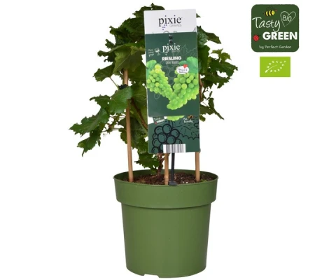 Parra Riesling ( Uva Amarilla) Ø 21 cm