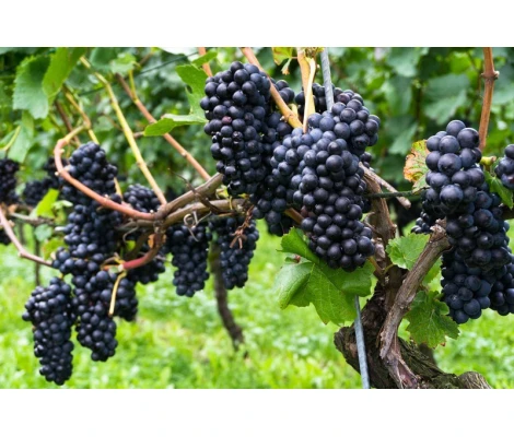 Parra Pinot Noir Ø 21 cm