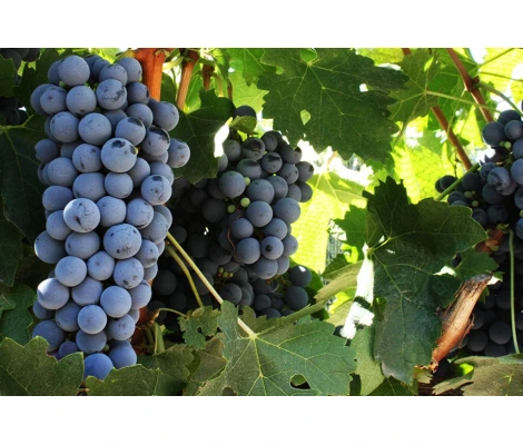 Parra Cabernet Franc Ø 21 cm