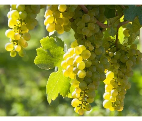 Parra Riesling ( Uva Amarilla) Ø 21 cm