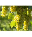 Parra Riesling ( Uva Amarilla) Ø 21 cm