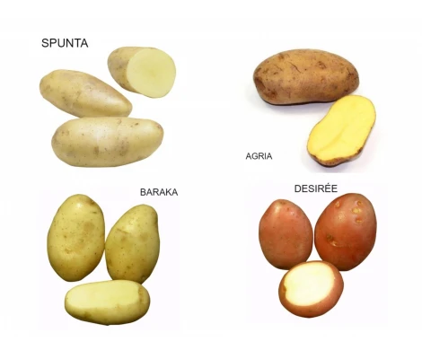 Rocalba Patata De Siembra Pregerminada  Baraka  Bandeja100 Uds