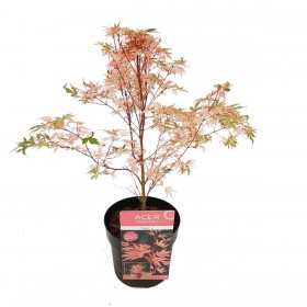 Acer Palmatum Taylor Ø19 cm H 45 cm