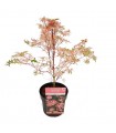 Acer Palmatum Taylor Ø19 cm H 45 cm