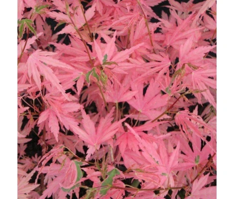 Acer Palmatum Taylor Ø19 cm H 45 cm