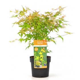 Arce Japonés 'Katsura' (Acer Palmatum)  Ø19 cm H90 cm
