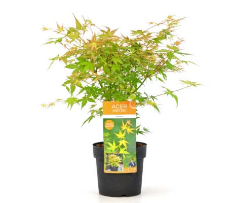 Arce Japonés 'Katsura' (Acer Palmatum)  Ø19 cm H90 cm