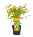 Arce Japonés 'Katsura' (Acer Palmatum)  Ø19 cm H90 cm