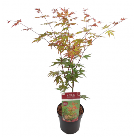 Acer Palmatum Redwine Ø19 cm H45 cm