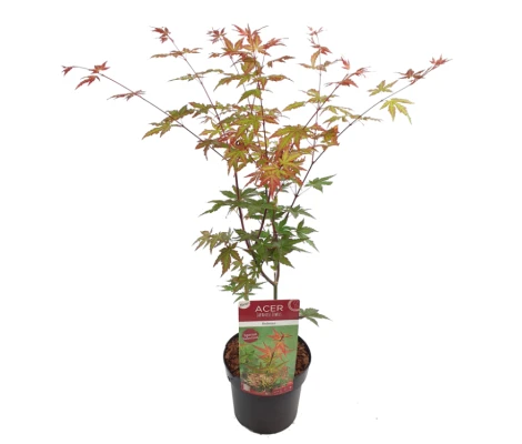Acer Palmatum Redwine Ø19 cm H45 cm