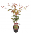 Acer Palmatum Redwine Ø19 cm H45 cm