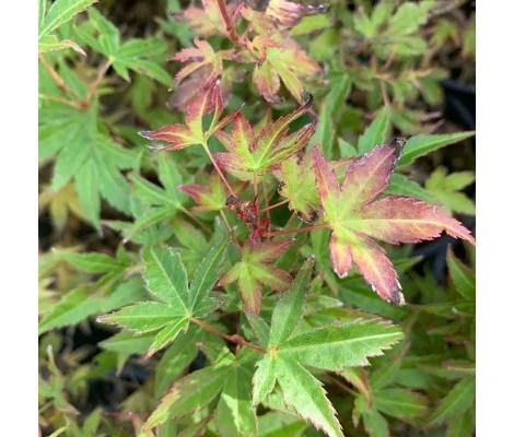 Acer Beni Maiko Ø19 cm H40 cm