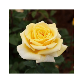 Rosal Solidor ® MEILLAND