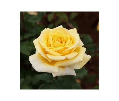 Rosal Solidor ® MEILLAND