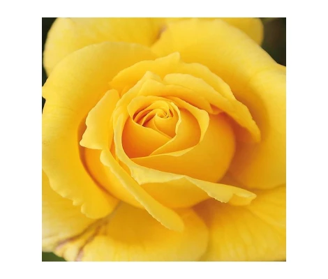 Rosal Solidor ® MEILLAND