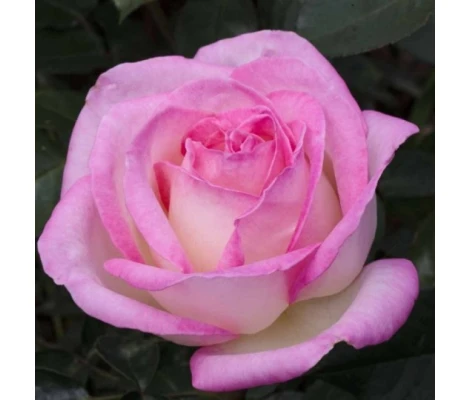 Rosal Perfumado PRINCESSE DE MONACO ® Meimagarmic MEILLAND