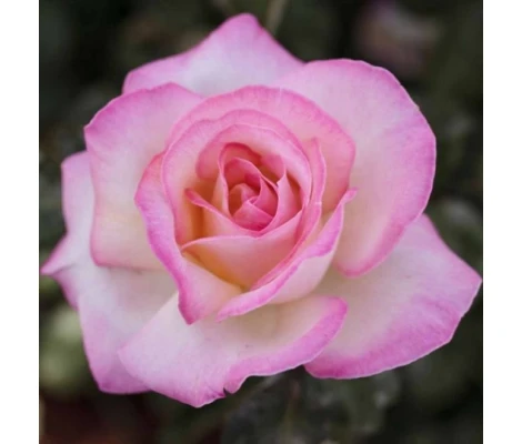 Rosal Perfumado PRINCESSE DE MONACO ® Meimagarmic MEILLAND