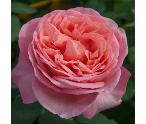 Rosal Perfumado Mademoiselle MEILLAND ® Meinostair