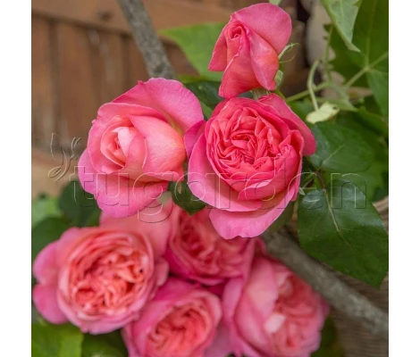 Rosal Perfumado Mademoiselle MEILLAND ® Meinostair