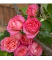 Rosal Perfumado Mademoiselle MEILLAND ® Meinostair