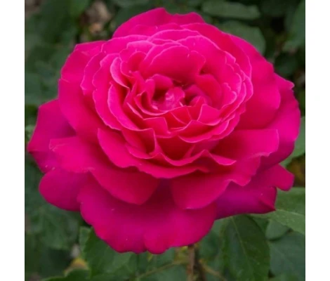 Rosal Perfumado VELASQUEZ ® Meimirtylus MEILLAND