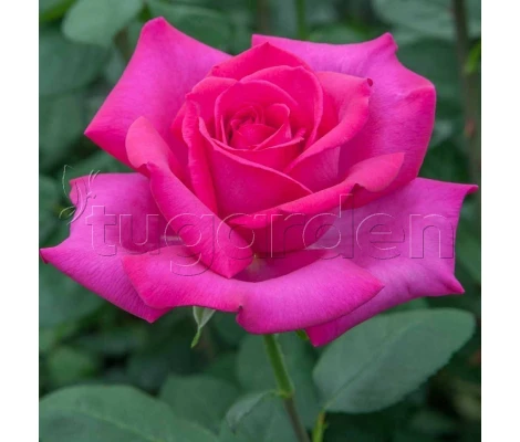 Rosal Perfumado VELASQUEZ ® Meimirtylus MEILLAND