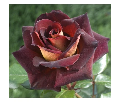 Rosal EDDY MITCHELL ® Meirysett  MEILLAND