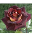 Rosal EDDY MITCHELL ® Meirysett  MEILLAND