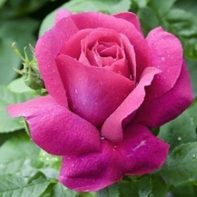 Rosal CAPRICE DE MEILLAND ® Meisionver