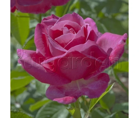 Rosal CAPRICE DE MEILLAND ® Meisionver