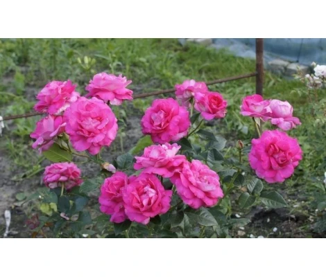 Rosal CAPRICE DE MEILLAND ® Meisionver