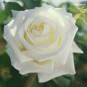 Rosal Pau Casals 2 litros Meilland