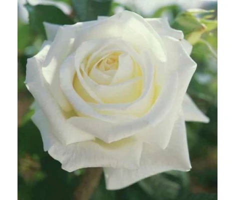 Rosal Pau Casals 2 litros Meilland