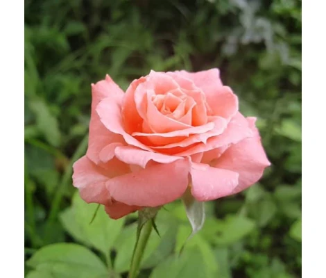 Rosal Sonia Meilland