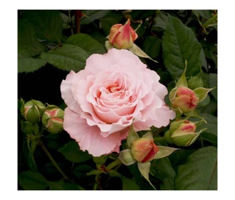 Rosal Trepadora Andre Le Notre Meilland